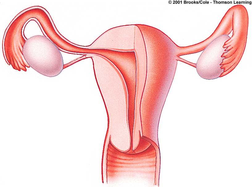 oviduct OVARY uterus vagina Fig. 45.7a, p.