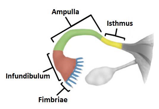 Uterine or Fallopian Tubes Narrow, 4 inch tube extends from ovary to uterus infundibulum is open, funnelshaped portion near the ovary fimbriae are moving fingerlike processes egg has to traverse