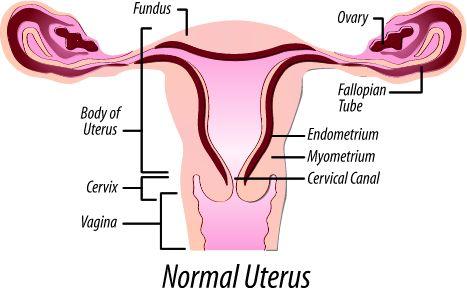 Anatomy of the Uterus Site of menstruation & development of fetus Description 3
