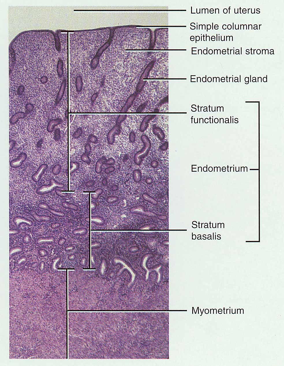Histology of the Uterus 3 Layers perimetrium Endometrium simple columnar epithelium and a stroma of