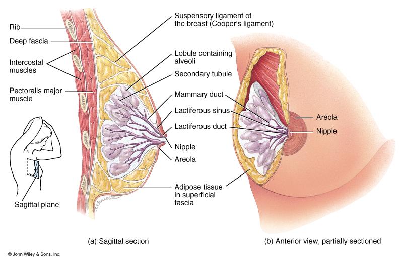 Mammary Glands Modified sweat glands that produce milk (lactation) 15-20 lobes are divided into lobules glands get larger when pregnant & nursing amount of