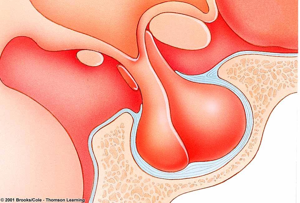 uterus estrogens menstruation Growth progesterone, estrogen Blood levels of estrogens