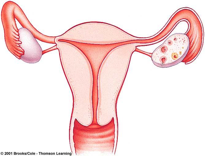 792 Days of one menstrual cycle (using 28 days as Tortora the average & Grabowski