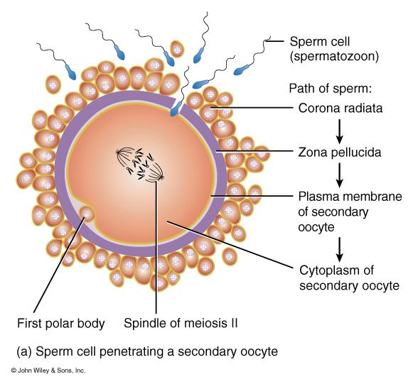 Sperm Penetration During Fertilization Sperm penetrates the granulosa cells around the oocyte (corona radiata) Sperm digests its way through the zona pellucida