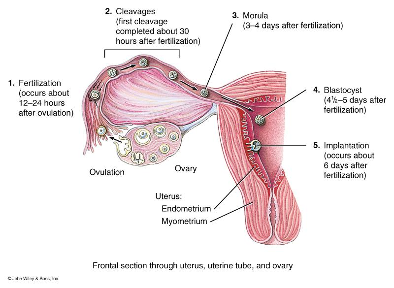 From Fertilization to Implantation Ectopic