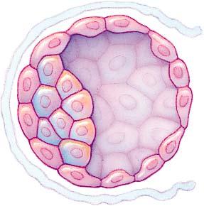 the uterus Fig. 45.