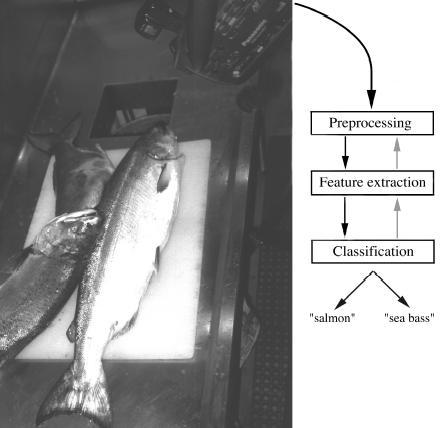 Sea bass / Salmon 11 Preprocessing Use a segmentation operation to isolate fish from one another and from the background.