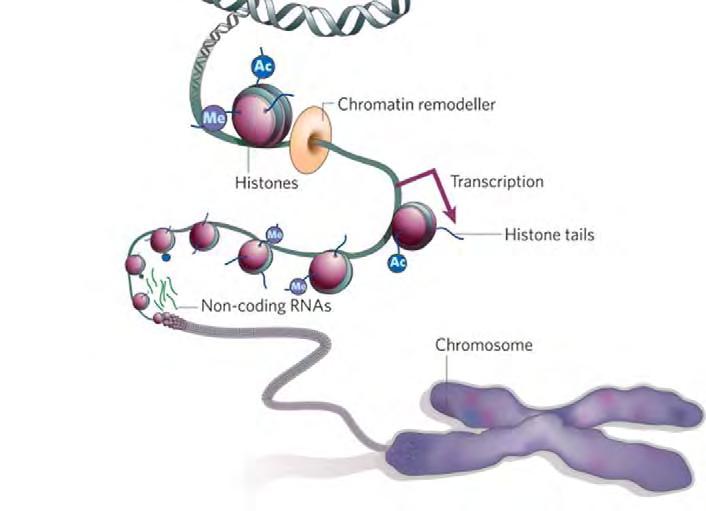 Modified & variant Histones Chromatin