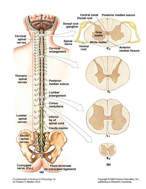The Adult Spinal Cord About 18 inches (45 cm) long 1/2 inch (14 mm) wide CNS tissue ends between vertebrae L 1 and L 2 At birth, cord and vertebrae are about the same size but cord stops elongating
