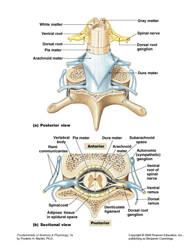 Spinal Meninges Dura mater: outer layer Arachnoid mater: middle layer Pia mater: inner layer Figure 13 3 The Spinal Dura Mater Are tough and fibrous Cranially: fuses with