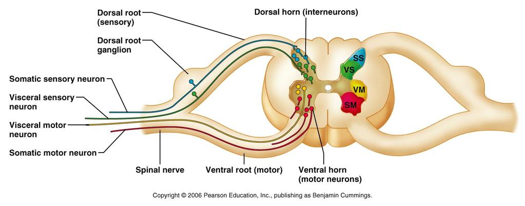 Sectional Anatomy of Spinal Cord Four zones are evident within the gray matter somatic sensory (SS), visceral sensory (VS), visceral