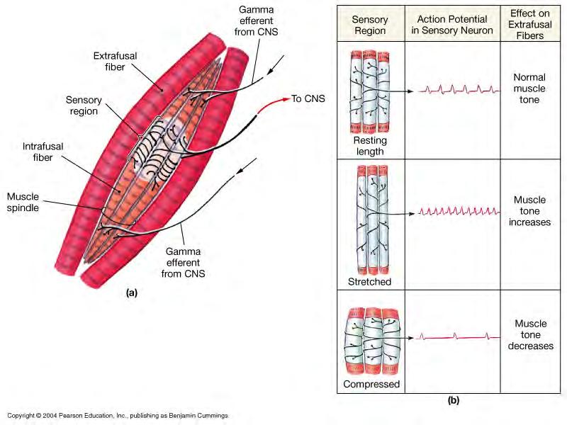 Muscle spindle = specialized muscle fiber -constantly signal CNS -relaxed = signal less -stretched = signal more threshold, trigger reflex arc