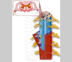 Unit 4: Spinal Cord Arachnoid (Middle) (Refer