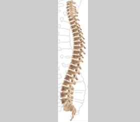 The Spine The spine can be divided into 4 parts. The uppermost is the cervical region, consisting of 7 small vertebrae that form the neck.