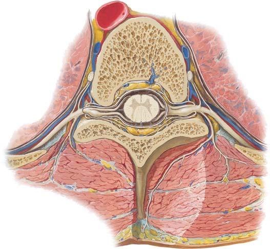 Spinal Nerve Origin: Cross Section Section through
