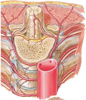 Arteries of Spinal Cord: Intrinsic