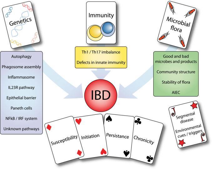 IBD Susceptibility Adapted