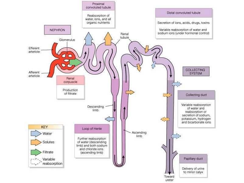 Acute Kidney Injury Eleanor Haskey BSc(hons) RVN VTS(ECC) VPAC A1 Anatomy and Physiology The role of the kidneys is to filter the blood through the glomerulus to form filtrate.