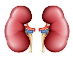Acute Kidney Injury (AKI) Pre-renal: Dehydration Haemorrhage Fluid loss Sepsis Acute cardiac failure Intrinsic: Glomerular