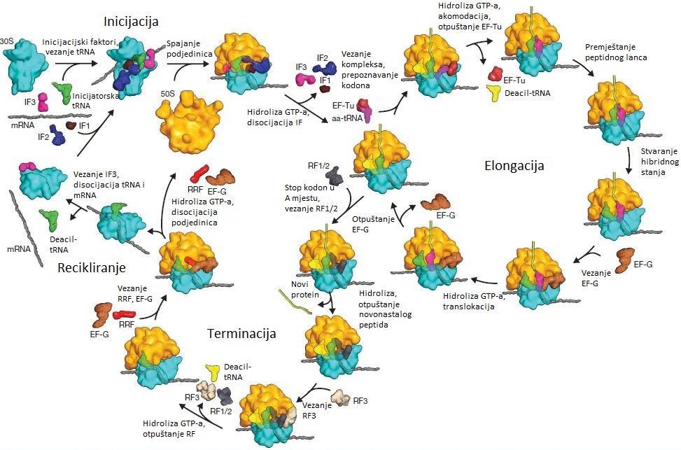 vezanja na ribosomu, A, P i E (Voorhees i Ramakrishnan, 2013). Dva funkcionalna mjesta trna su antikodonska petlja i 3'-kraj.
