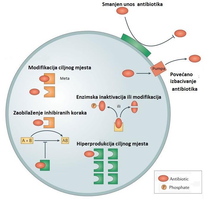 Postoji pet glavnih mehanizama koji bakterijama omogućavaju rezistenciju na antibiotike (Coates i sur.