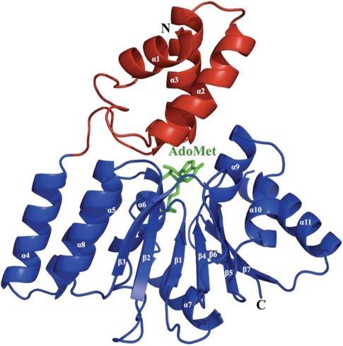 Slika 1.4.1.1.1. Kompleks Sgm i kofaktora AdoMet. Domene NTD i CTD su obojane crveno i plavo te su označene i sekundarne strukture unutar proteina.
