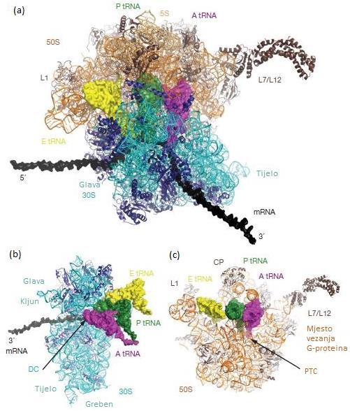 (Schmeing i Ramakrishnan, 2009). Cjelokupna struktura ribosoma kao i interakcije ribosoma s mrna i molekulama trna su vidljive na Slici 1.1.1.1.1a. Slika 1.1.1.1.1. Struktura ribosoma.
