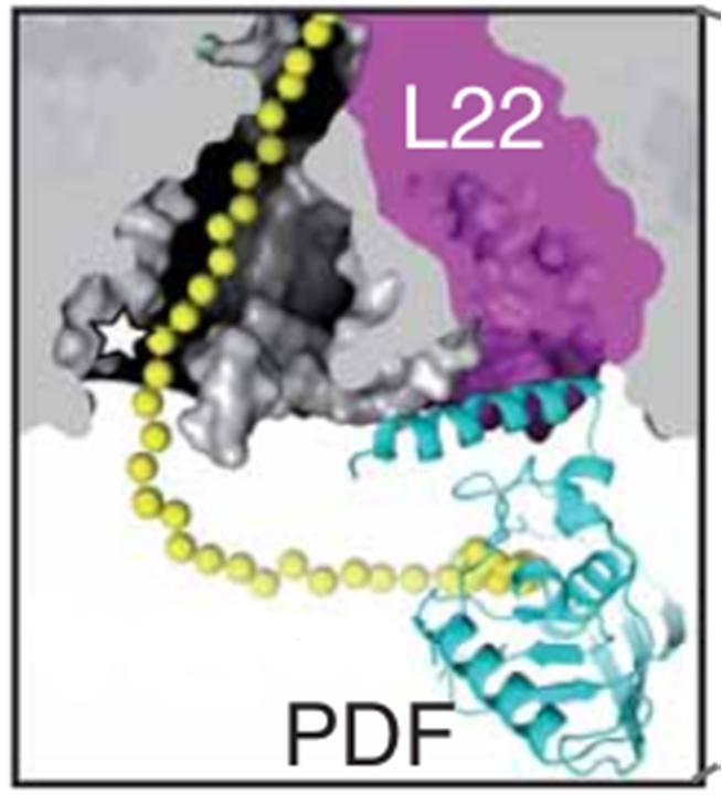 2. Prikaz odabrane teme 6 mjesto PDF bude u blizini izlaznog tunela ribosoma i time spremno za interakciju s izlazećim novosintetiziranim