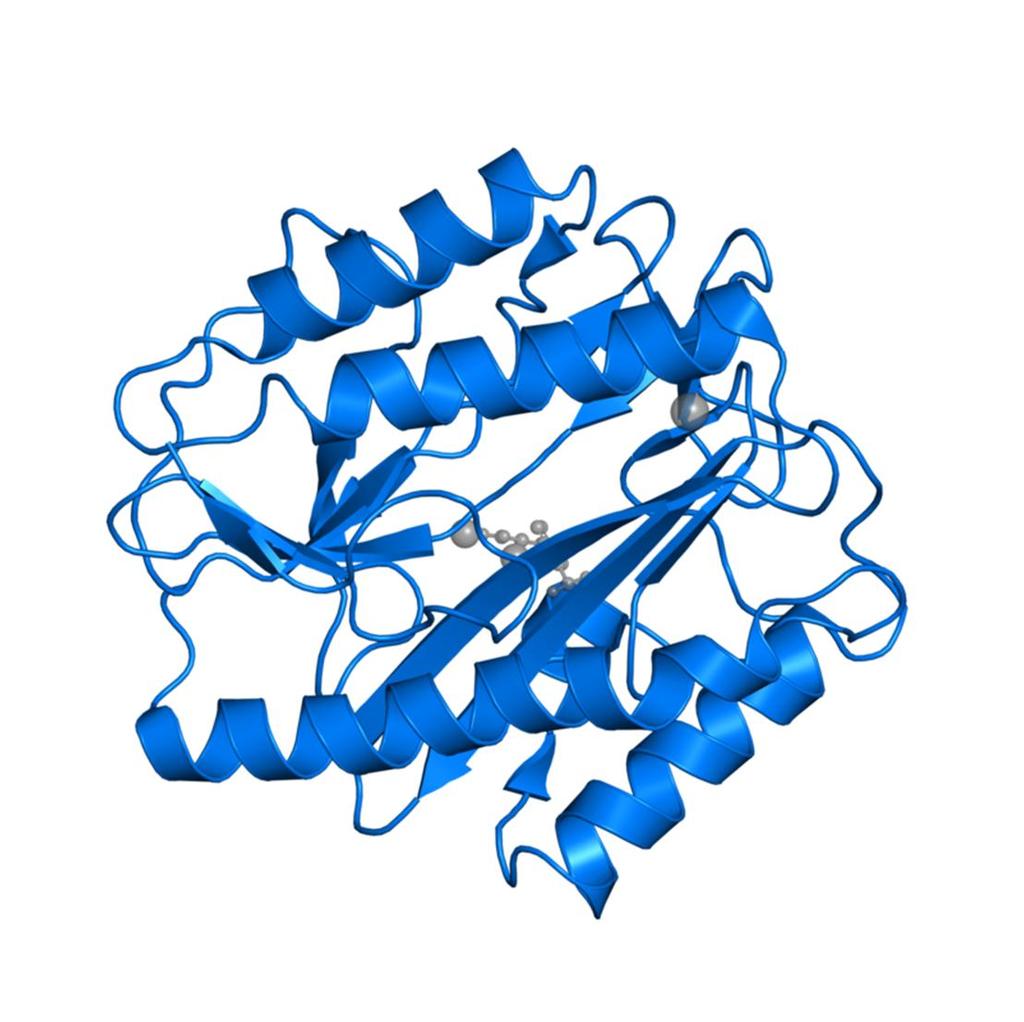 2. Prikaz odabrane teme 7 2.2.2. Metionin-aminopeptidaze Metionin-aminopeptidaze (MAP) su citosolni metaloenzimi koji kataliziraju uklanjanje metionina s N-kraja novosintetiziranih proteina.