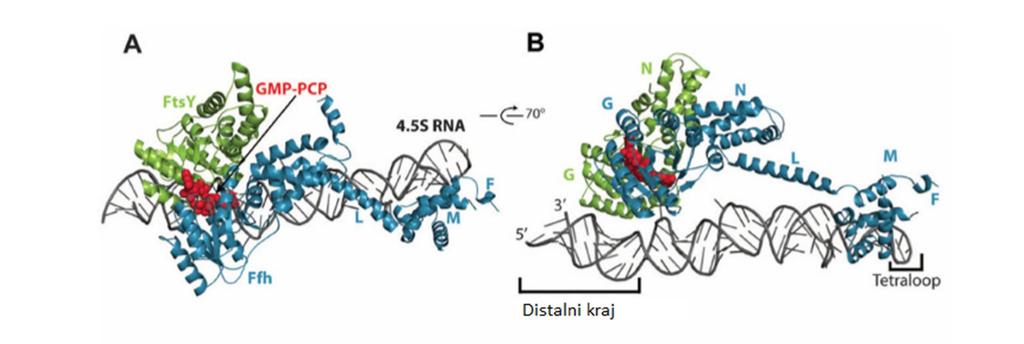 2. Prikaz odabrane teme 17 Zanimljiv podatak o SRP RNA je činjenica da je sekvenca RNA u distalnoj regiji očuvana, i radi se o sekvenci