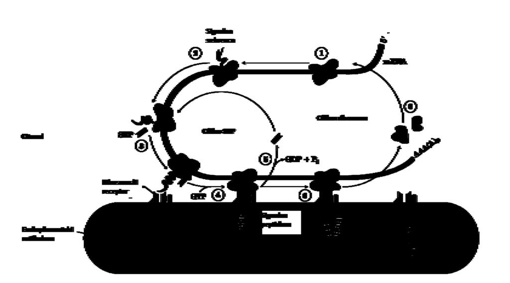 2. Prikaz odabrane teme 19 izlasku signalnog slijeda iz izlaznog tunela dolazi do vezanje signalnog slijeda i samog ribosoma na SRP SRP tada hidrolizira GTP i zaustavlja elongaciju polipeptida kada