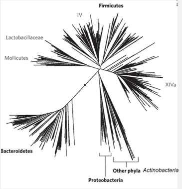 METACOMMUNITY STRUCTURE PHYLOGENETIC STRUCTURE > 1000 species 6 (out of 100) bacterial phyla Firmicutes