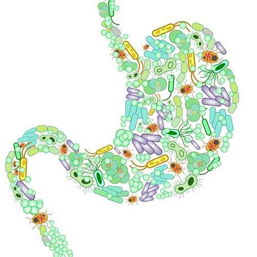 How Can I Improve My Gut Flora?