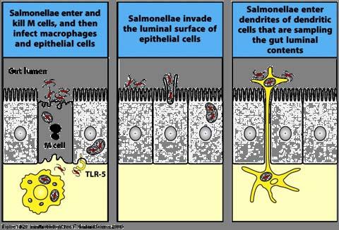 Salmonella Invade Epithelium by Three Routes Adhere to M cells, cause apoptosis