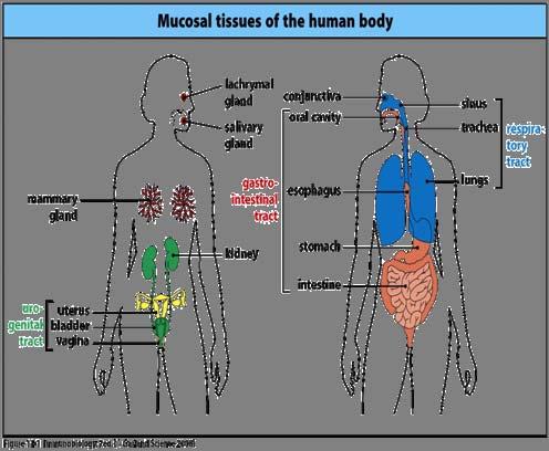 Overview of Mucosal Immune System