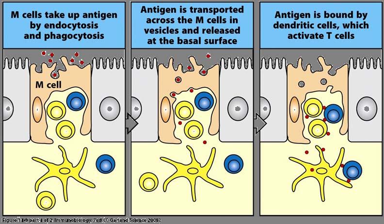 Uptake and Transcytosis of Antigen Across M Cells