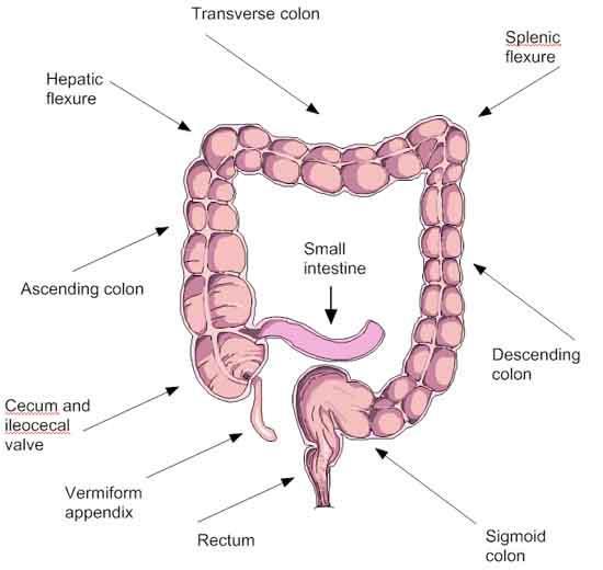 Figure 29: Anatomy of the colon The site of each screen detected cancer has been recorded, with 68.8% located in the rectum or sigmoid colon (Figure 30).