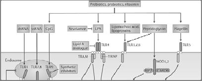 Prebiotics Decrease scd14 (Gori 2011) Sandler, Nature Reviews, 2012 Conclusions The incidence of