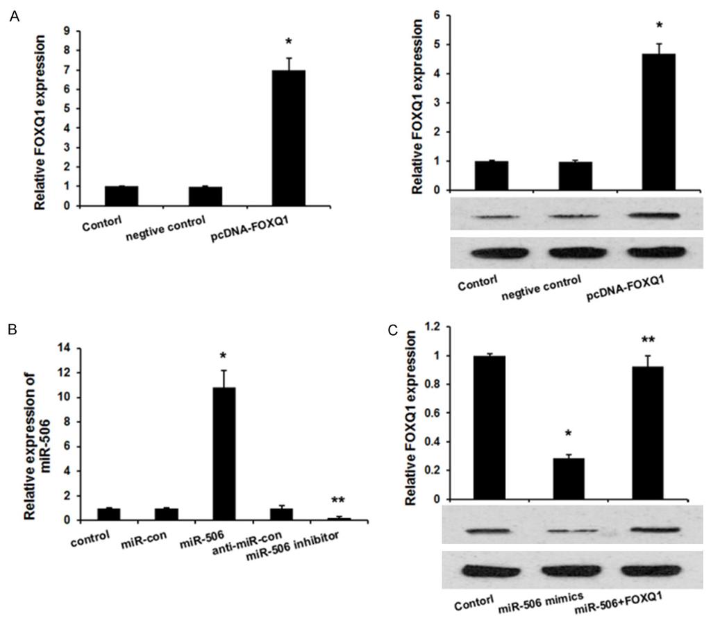 Figure 3. mir-506 represses FOXQ1 expression in bladder cancer cells. A. qrt-pcr and Western blot analysis examined the effects of pcdna-foxq1 on FOXQ1 expression. Error bars represent ± S.E. and *P < 0.