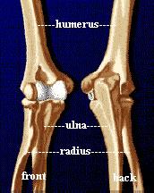 Anatomy Hinged joint formed by humerus and ulna produces flexion and