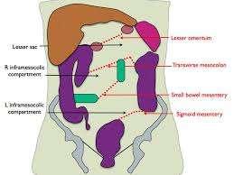 Anatomical considerations Gastrointestinal tract Occupies /courses thro head, neck, thorax and abdomen Very long tubular organ (musculo membraneous) Solid organs to aid its function Gut has