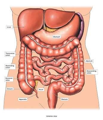 Definition Gut = mouth to anus Intestinal Obstruction= Blockage to the lumen of gut Intestinal Obstruction commonly refers to blockage of intra- abdominal part of the intestine Simplistic definition: