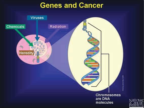 Cancer Is A Genetic Disease Changes to genes that control the way our cells function 1.