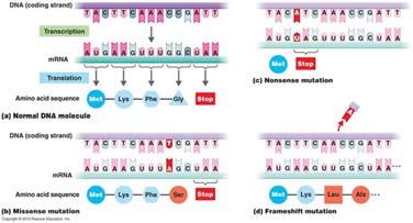 Carcinogenesis and Genetics Normal cell First mutation