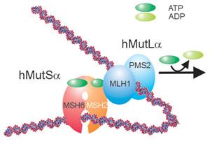 1993 - MMR- Mutation Mismatch Repair MMR proteins recognize and repair base pair mismatches that