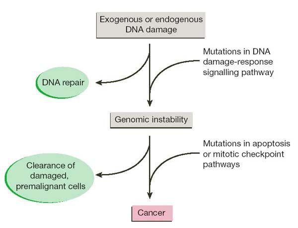 Mutations in the DNA replication and repair machinery Mutations in the feedback control machinery that prevents the cell from progressing through the cell cycle with damaged DNA Mutations in the