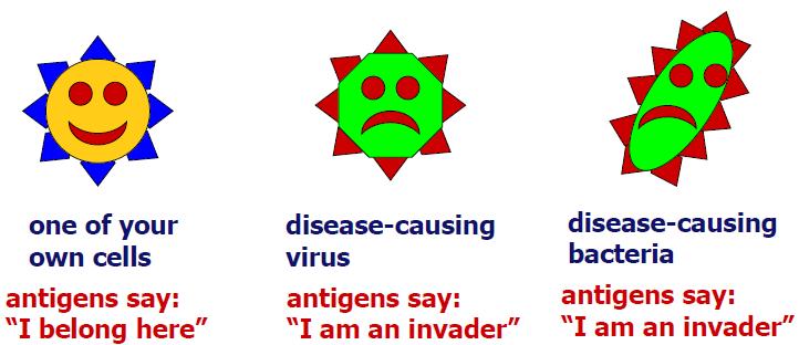 Unit 5 The Human Body Unit 23 Immunity from Disease- Topic: Antigens Objective: How are invaders recognized?