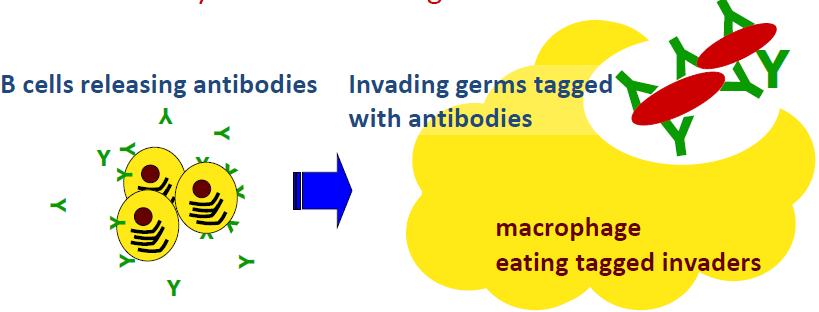 Unit 5 The Human Body Unit 23 Immunity from Disease- Topic: Antibodies Objective: Describe antibodies in immunity.