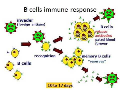 Unit 5 The Human Body Unit 23 Immunity from Disease- Topic: B cell
