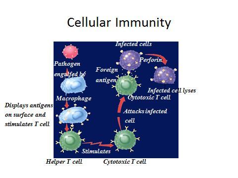 Unit 5 The Human Body Unit 23 Immunity from Disease- Topic: Cellular